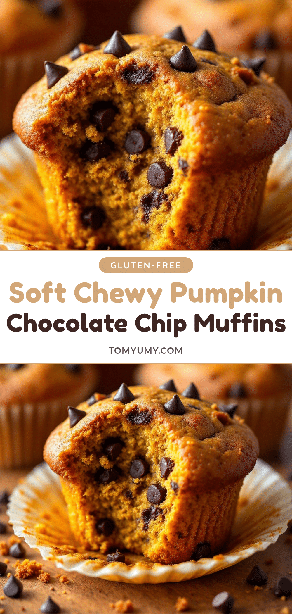 chewy pumpkin chocolate chip muffins recipe